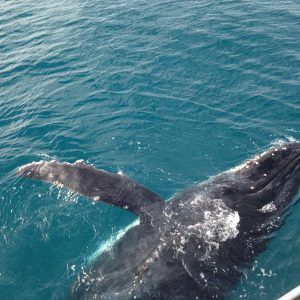 Whale Watching in Broome