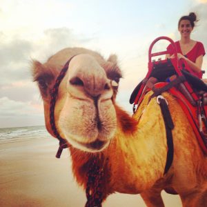 Broome Camels